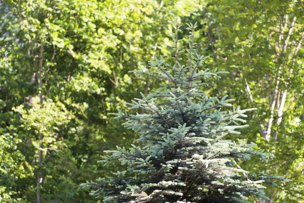 Fir Tree Met Groene Bomen Gebladerte Achtergrond — Stockfoto