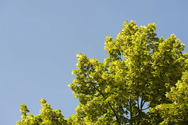 Bujny Drzewo Zielony Liści Błękitne Niebo — Zdjęcie stockowe