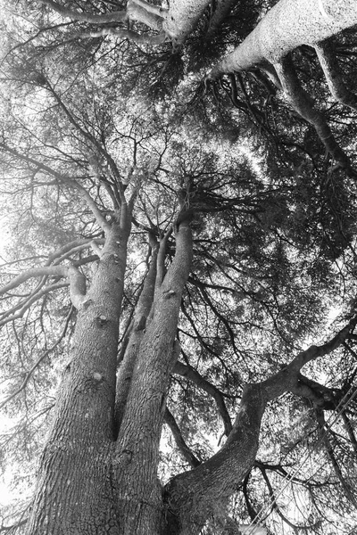 Nízký Úhel Pohledu Velkých Stromů Černé Bílé — Stock fotografie