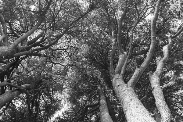 Niski Kąt Widzenia Duże Drzewa Liści Czarno Białe — Zdjęcie stockowe