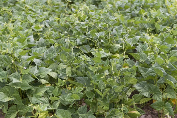 绿色植物叶子的特写 — 图库照片