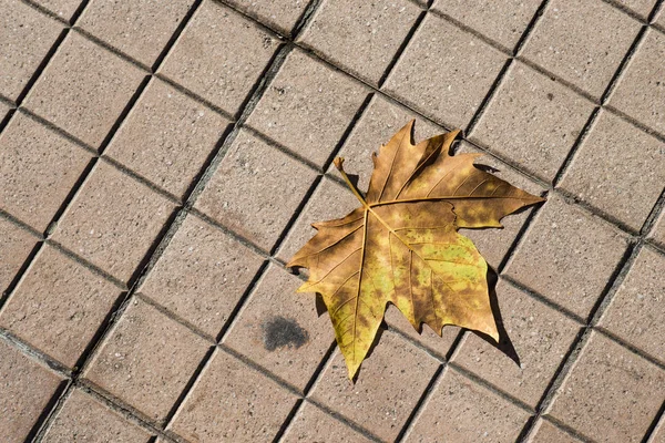 Sonbahar Akçaağaç Yaprağı Ile Sokak Kiremit — Stok fotoğraf