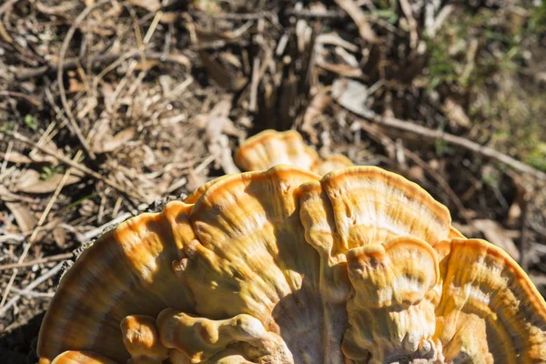Close Shot Mushroom Growing Sunlight — Stock Photo, Image