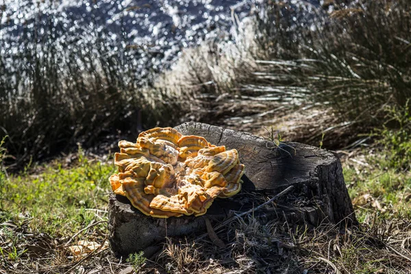 Mushroom Growing Tree Stump Sunlight — Stock Photo, Image