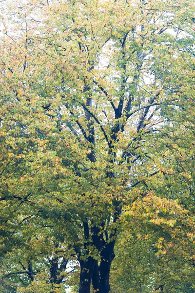 View Large Tree Green Foliage — Stock Photo, Image