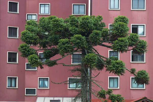 Framifrån Gröna Träd Röda Byggnadens Fasad — Stockfoto