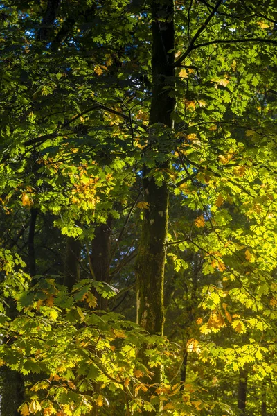 Низкий Угол Обзора Ветвей Деревьев Зеленой Листвой — стоковое фото