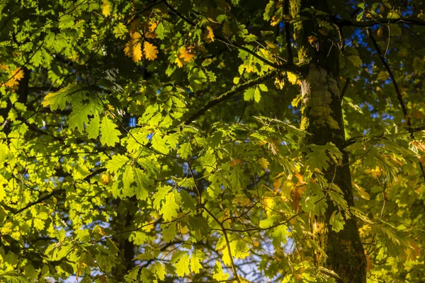 Niski Kąt Widzenia Gałęzie Zielonych Liści — Zdjęcie stockowe