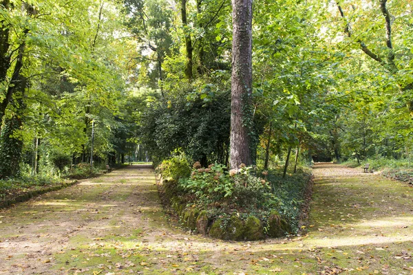 Yeşil Park Sahnesinde Foliaged Yolları — Stok fotoğraf