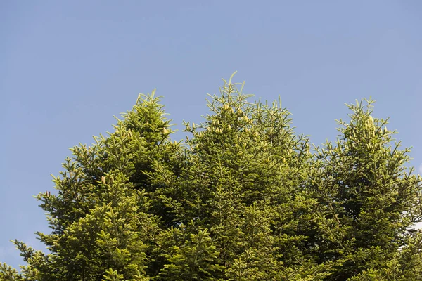 Weelderige Groene Bomen Gebladerte Blauwe Hemel — Stockfoto