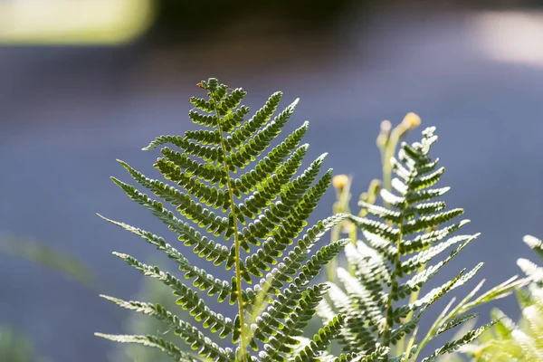 Close Shot Van Fern Blad Fel Zonlicht — Stockfoto