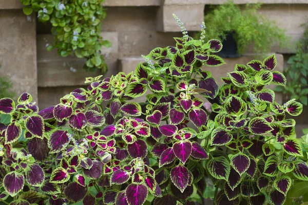 Hermosa Planta Jardín Con Hojas Colores — Foto de Stock