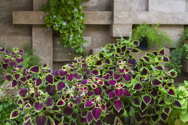 Hermosa Planta Jardín Con Hojas Colores — Foto de Stock