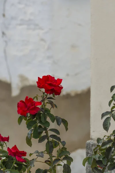 Blooming Red Roses Close — Stock Photo, Image