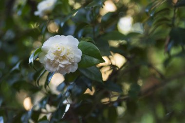 yeşillikler içinde çiçek beyaz çiçek görüntüsünü kapatmak