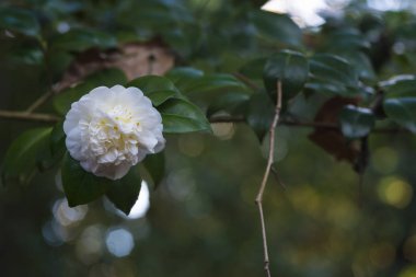 yeşillikler içinde çiçek beyaz çiçek görüntüsünü kapatmak