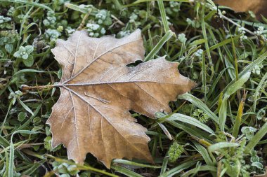 buzlu çimlerin üzerine düşen sonbahar yaprak