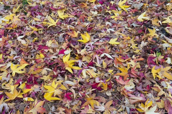 地面に黄色と赤の落ち葉 — ストック写真