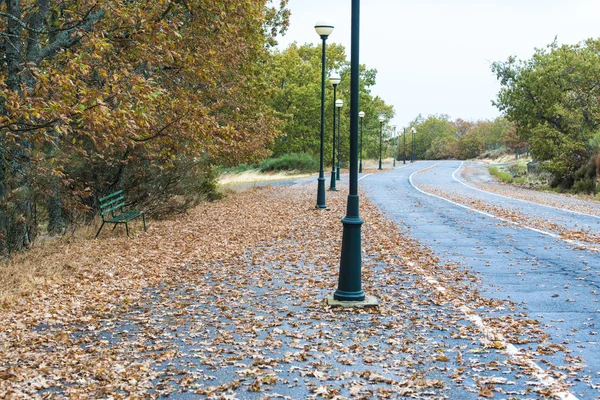 Park Scène Met Herfst Bomen Gevallen Bladeren — Stockfoto