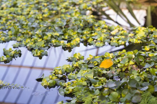 Yellow Blooming Flowers Green Leaves Water Surface — Stock Photo, Image