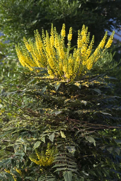 Flores Amarillas Florecientes Luz Del Sol Brillante — Foto de Stock