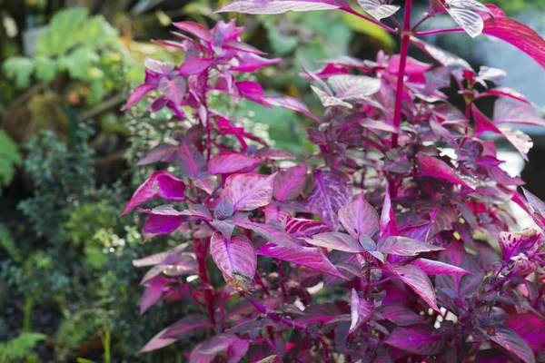 Zár Megjelöl Szemcsésedik Ból Rózsaszín Kerti Növények — Stock Fotó