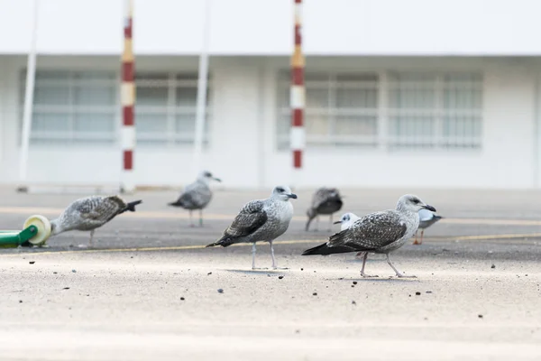 Seagulls Promenader Asfalt Närbild Skott — Stockfoto