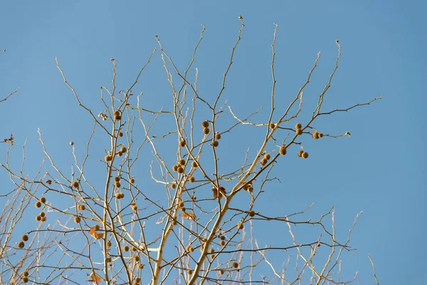 Ήλιος Φωτιζόμενο Δέντρο Κλαδιά Στο Μπλε Του Ουρανού — Φωτογραφία Αρχείου