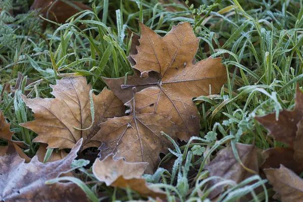 Folhas Outono Caídas Grama Fosca — Fotografia de Stock