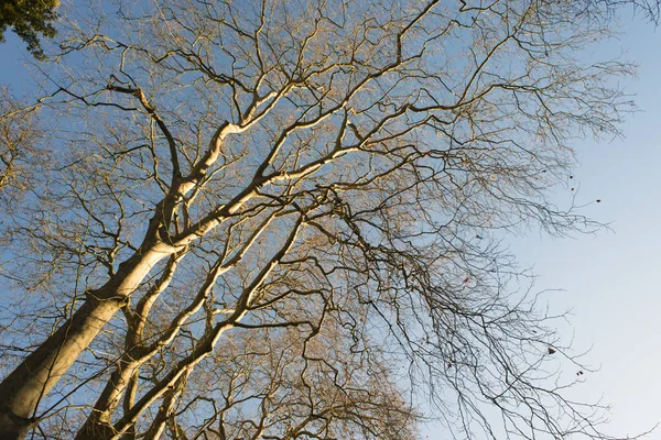 Visão Baixo Ângulo Galhos Árvore Céu — Fotografia de Stock