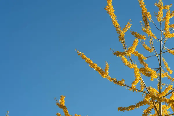 Saftig Gelb Blühende Äste Blauem Himmel lizenzfreie Stockbilder