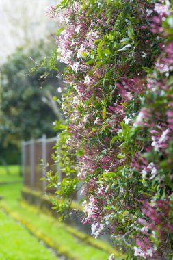 bush çiçeklenme ile mor çiçekler güneş ışığı altında
