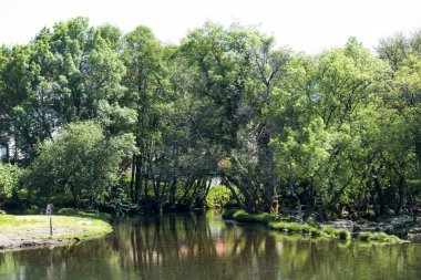 yemyeşil yeşil ağaçlar nehir suya yansıtan