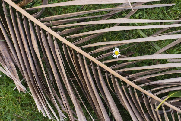 Сухий Тропічний Лист Долоні Маленькою Квіточкою Ромашки — стокове фото