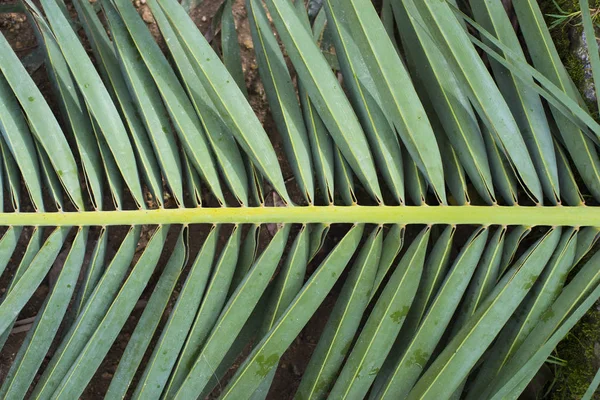 Bovenaanzicht Van Tropische Palm Blad — Stockfoto