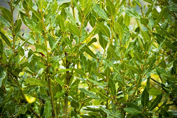 在明亮的阳光下 有郁郁葱葱的绿叶的灌木 — 图库照片