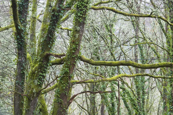 Arbres Dans Forêt Entièrement Couverts Mousse Feuilles — Photo