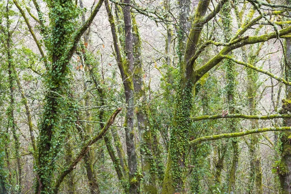 Δέντρα Στο Δάσος Καλύπτεται Πλήρως Από Βρύο Και Φύλλα — Φωτογραφία Αρχείου