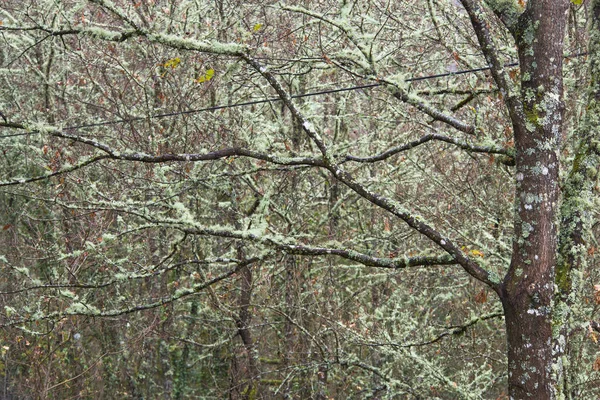 Bäume Wald Vollständig Mit Moos Bedeckt — Stockfoto