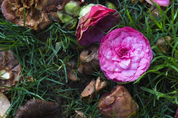 picked pink rose flowers on grass