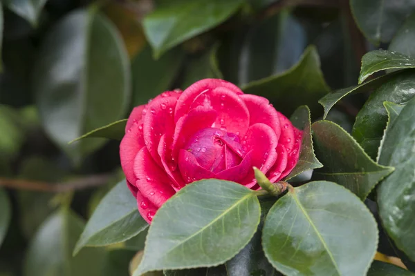 Kvetoucí Růžový Květ Zelených Listech — Stock fotografie