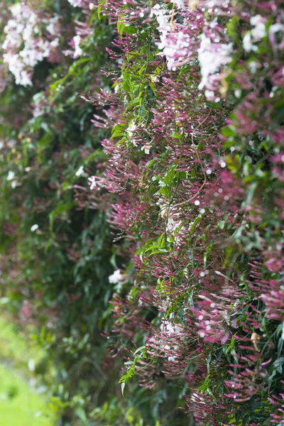 Arbusto Com Flores Vermelhas Florescentes Vista Lateral — Fotografia de Stock