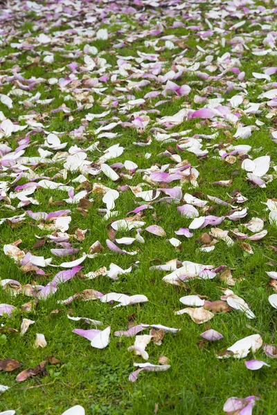 Hojas Otoño Caídas Sobre Hierba Verde —  Fotos de Stock