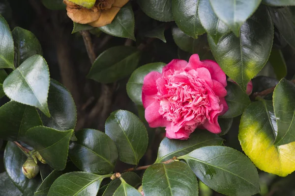 Kvetoucí Růžový Květ Zelených Listech — Stock fotografie