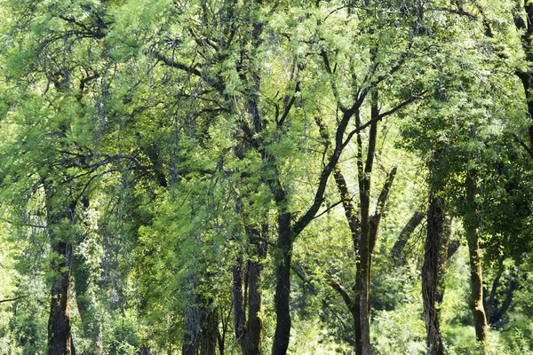 Güneş Işığı Gür Yeşil Ağaçların Yaprakları — Stok fotoğraf