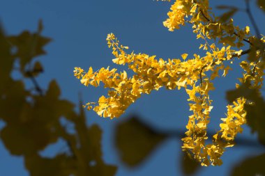 parlak güneş ışığında sarı çiçekler ile çiçeklenme dalları