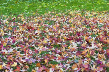 yere düşmüş yaprakları, otumnal arka plan