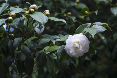 yeşil yeşillik içinde çiçeklenme beyaz çiçek