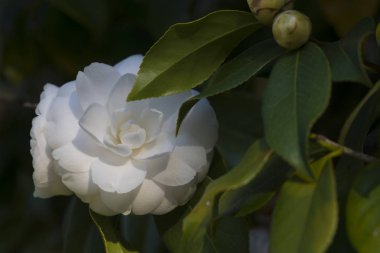 yeşil yeşillik içinde çiçeklenme beyaz çiçek