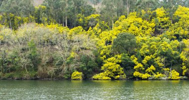 nehir suyu üzerinde büyüyen gür yeşil bitkiler